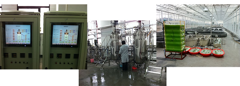 藻類自培養與中試研究