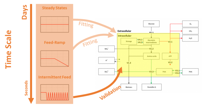 BIOTECHNOL BIOE: 儲炬課題組成功建立產黃青霉結構化代謝動力學模型并實現反應器全尺寸模擬